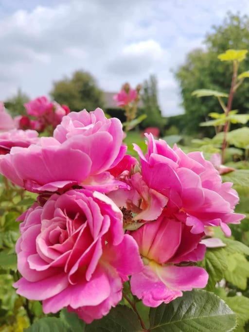 Le Jardin Des Lacs Gite Nature Et Spa Ardres Buitenkant foto